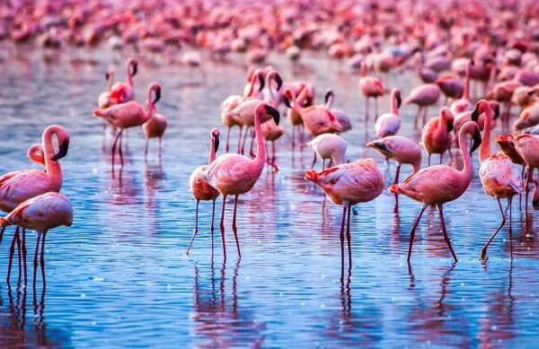 naivasha