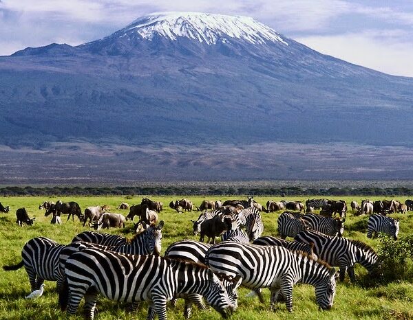 Amboseli1