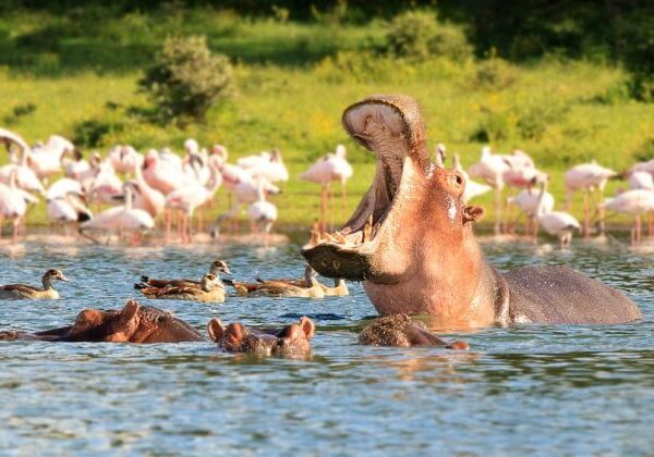 Lake naivasha