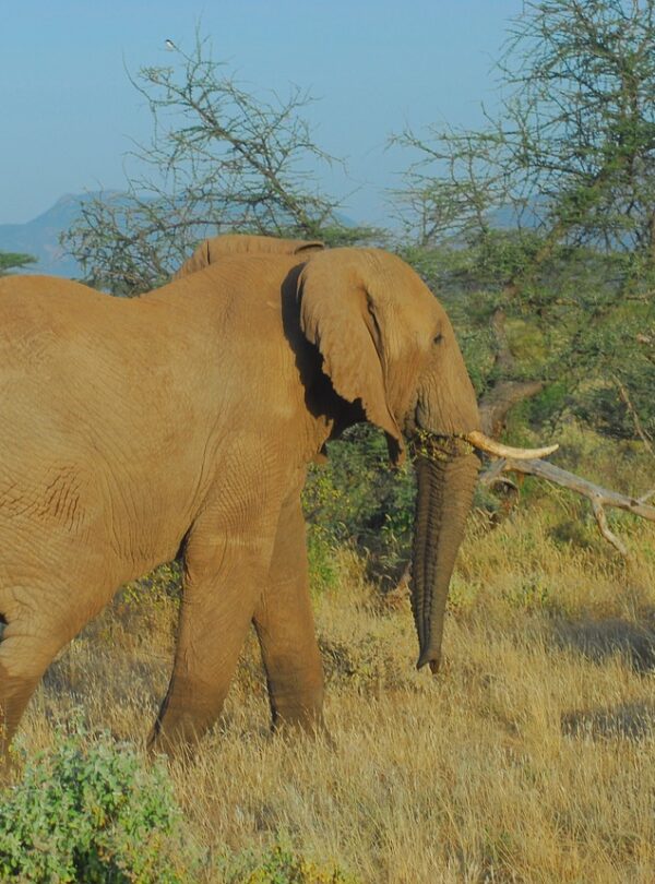 elephant-4650927_1280
